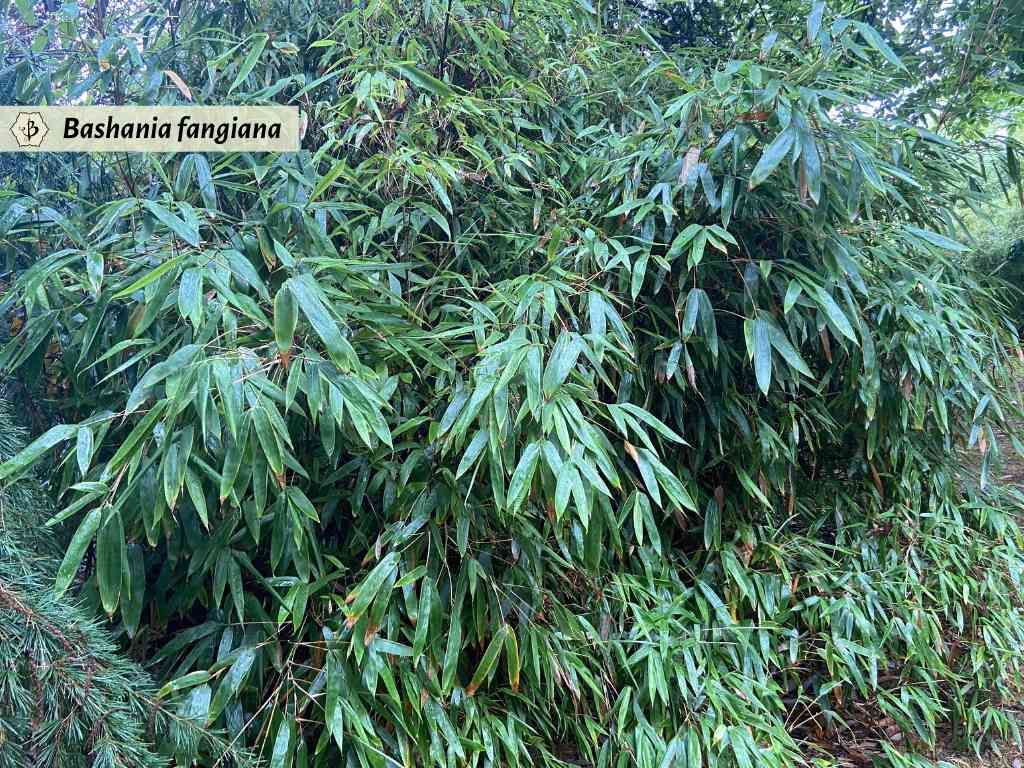 Bashania fangiana rare bamboo