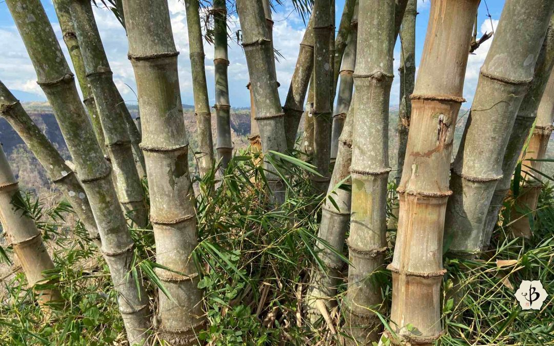Bamboo Photography by Fred Hornaday