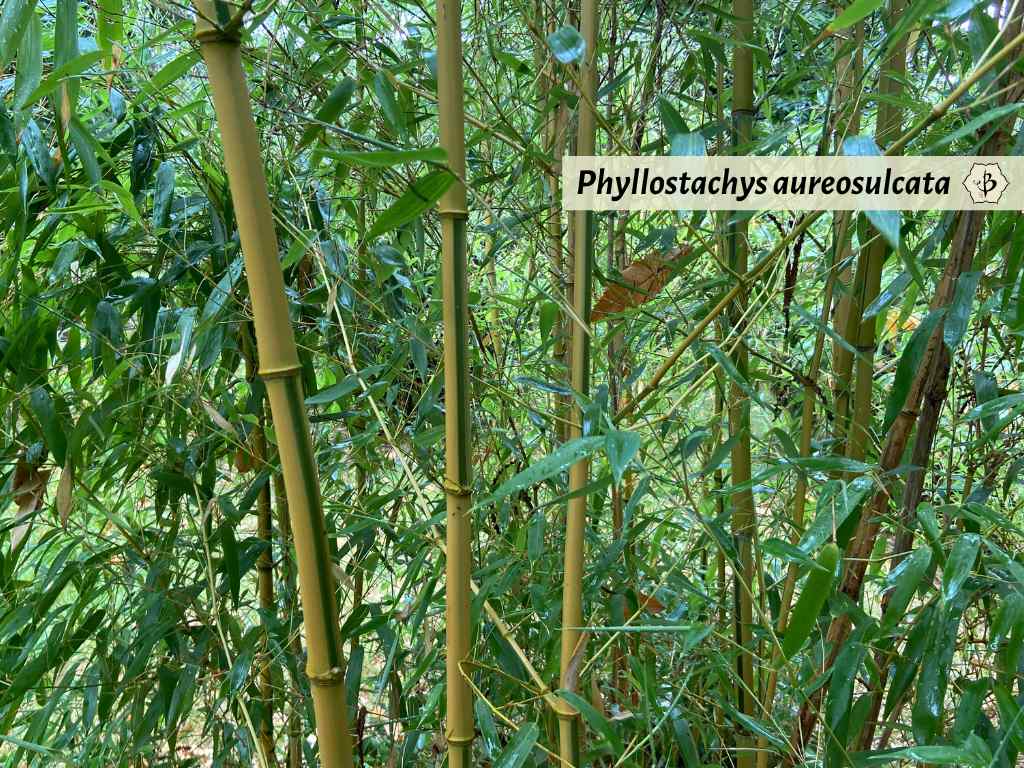 Phyllostachys aureosulcata Spectabilis bamboo