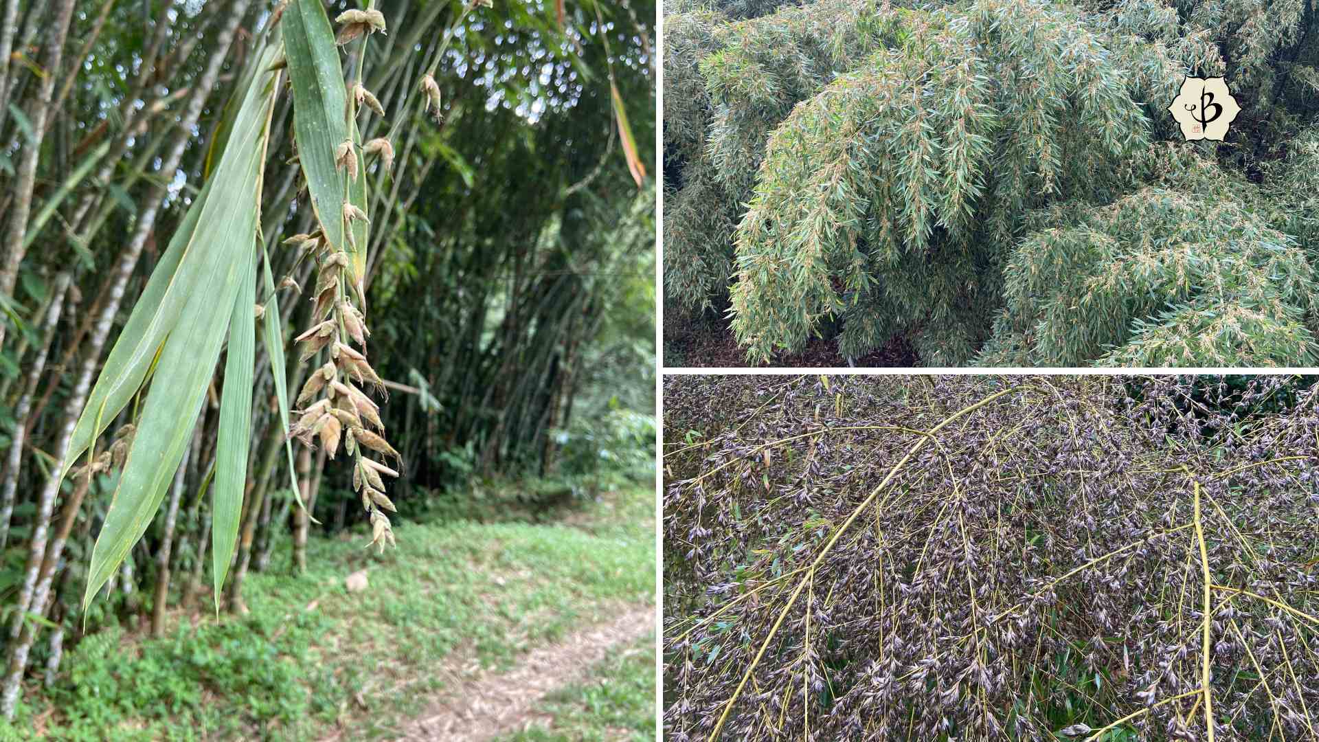 Bamboo flowers Hornaday