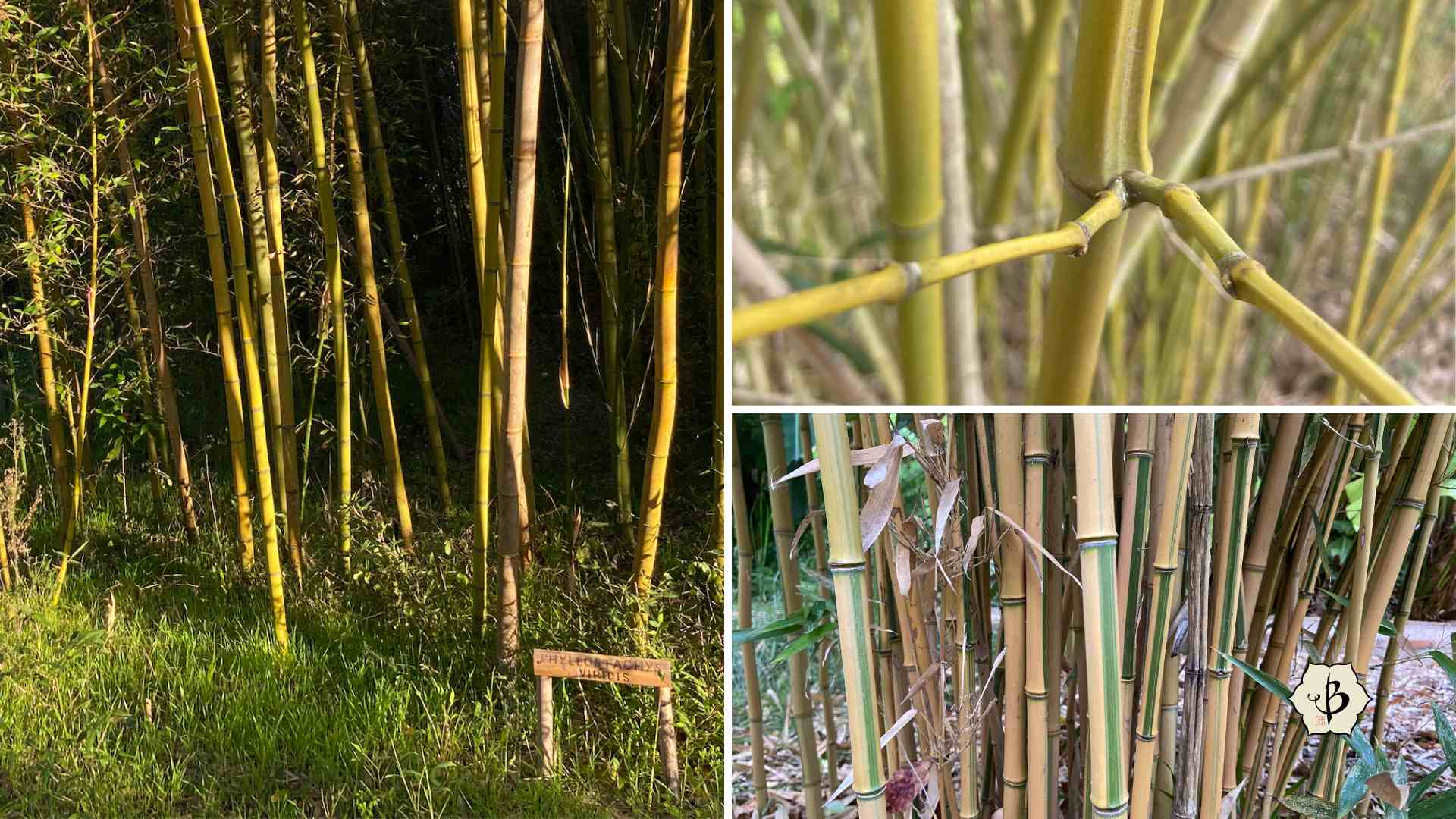 Bamboo species Hornaday