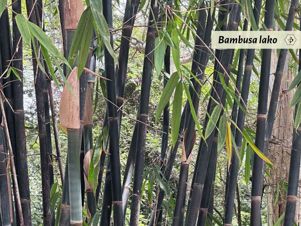 Bambusa lako Nairobi Hornaday2