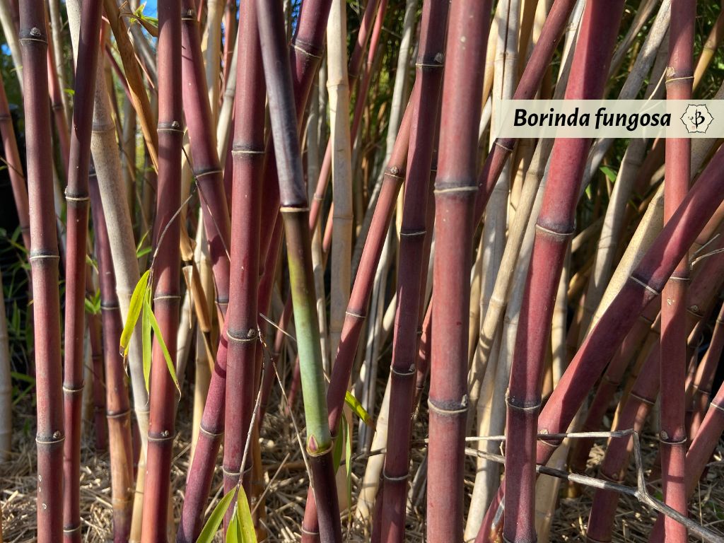 Borinda fungosa Hornaday