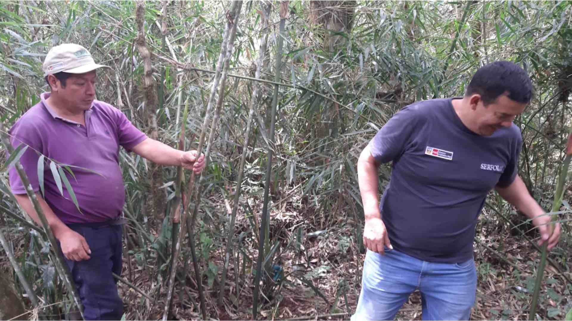 Aulonemia insolita exploration