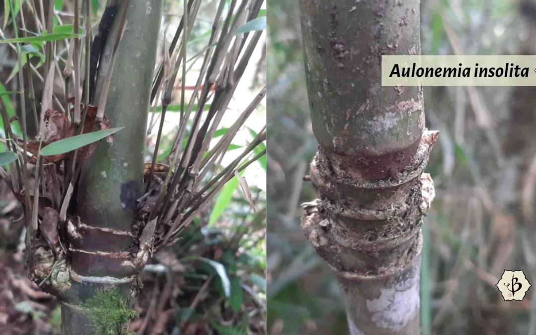 Aulonemia insolita features