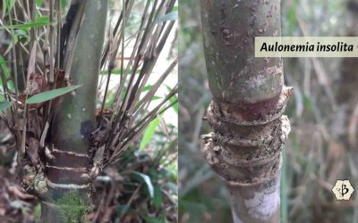 Aulonemia insolita: A striking addition to the Bamboo Family