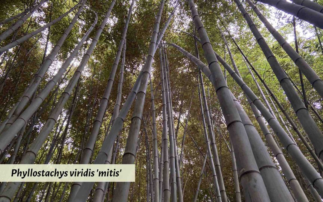Phyllostachys viridis 'mitis' timber bamboo