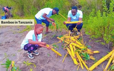 Bamboo and Beekeeping in Tanzania