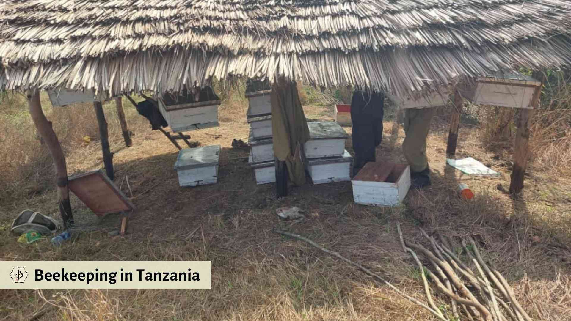 Beekeeping in Tanzania