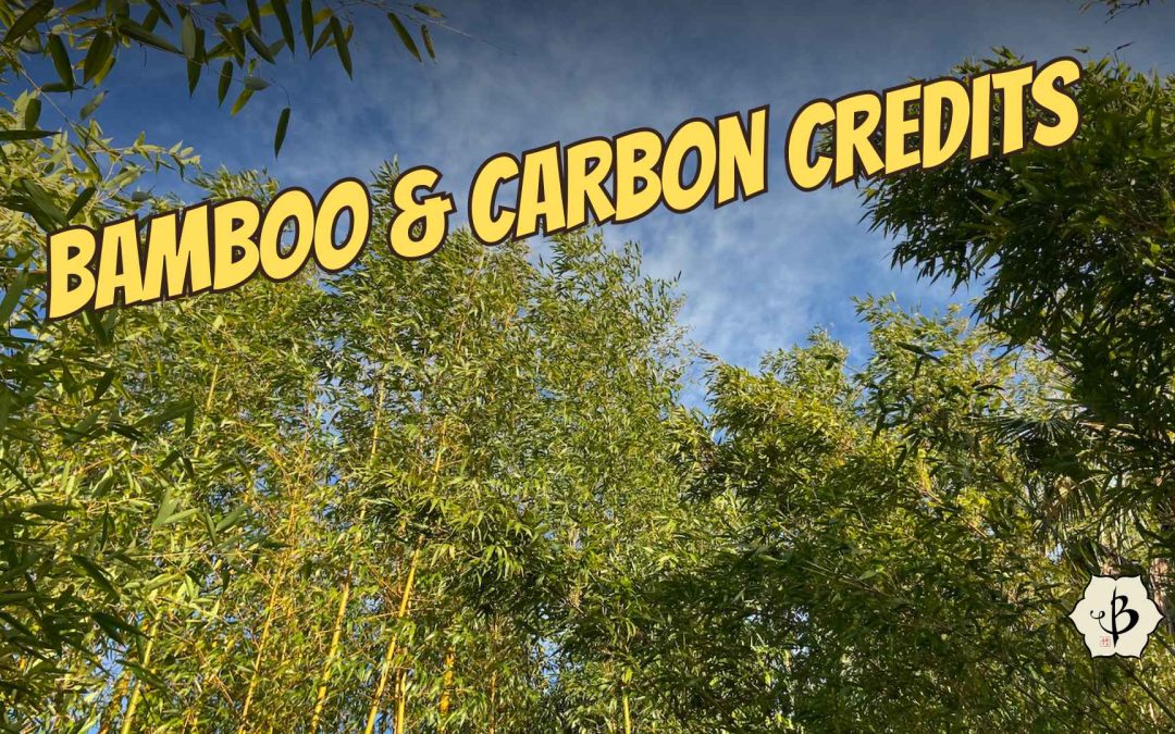 Growing Bamboo for Carbon Credits in 2026