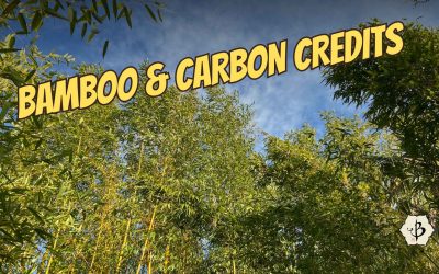 Growing Bamboo for Carbon Credits in 2026