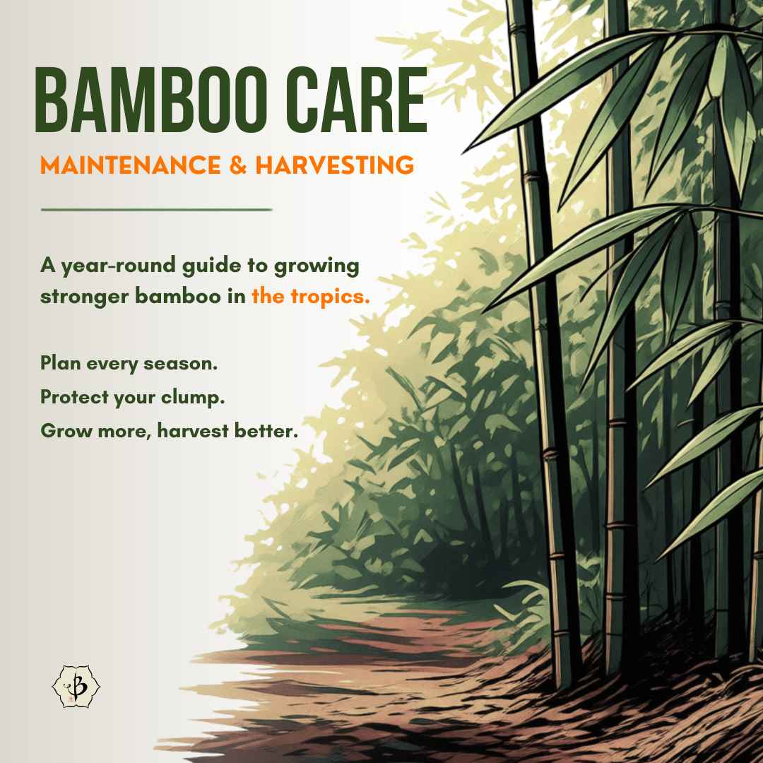 Bamboo Care Manual Thumb