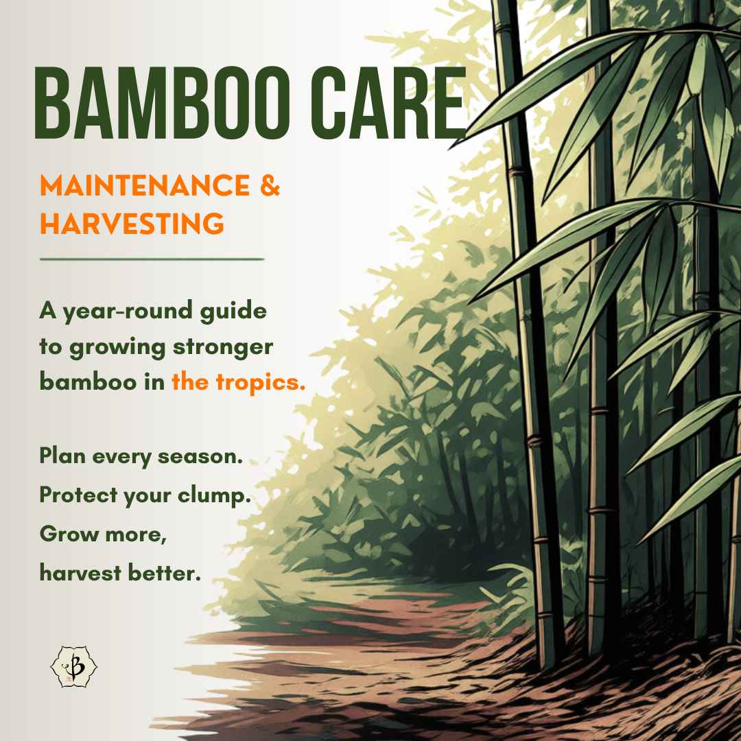 Bamboo Care Manual 01